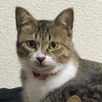 ちゃんしお。 会員画像