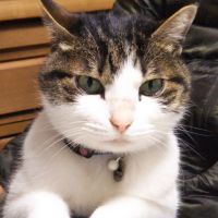 あーるニャン 会員画像