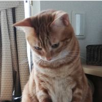 みかゆずぽん 会員画像