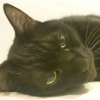 カルカルア 会員画像