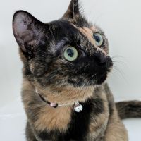 こじこじねこ 会員画像