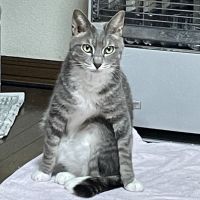 またたびねこ 会員画像