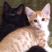 えむびび 会員画像