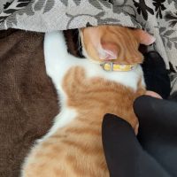 あやむぎさん
