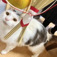 みやこんぶHo2さん