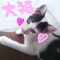 まっぎょ 会員画像