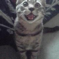 リトルターンさん