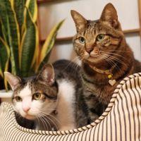 コネコネコノ 会員画像