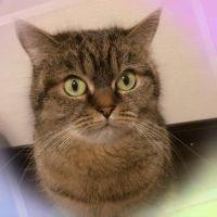 nyankodanさん