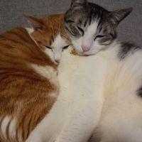 みかんとかぼす 会員画像