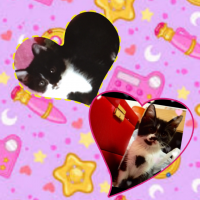 りまねこ 会員画像