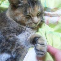 でびっちょ。 会員画像