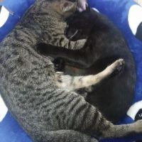 ねこ大好き家族さん