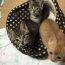 ねこねこニャン吉