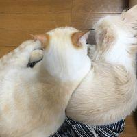 misasamaさん