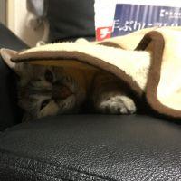 キティママ 会員画像