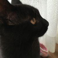 くろねこてん 会員画像