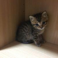 ミィちゃんママさん