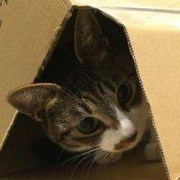 スーパーココ助 会員画像