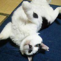 ちかちかやんさん