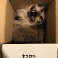 まにゃりん 会員画像