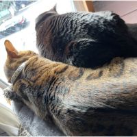 CheerCAT 会員画像