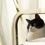 ぶちねこ屋 会員画像