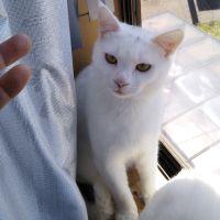 猫騎士みーお 会員画像