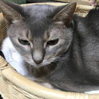 ミカン猫さん