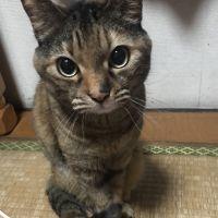 トトにゃん(=^ェ^=) 会員画像
