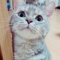 やみこさん