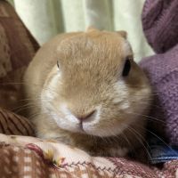 ぴいこ 会員画像