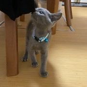 あじさいさんさん