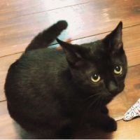 ララにゃんこ 会員画像