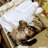 けっける 会員画像
