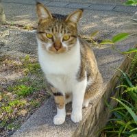 ろんた 会員画像