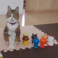 アオママさん