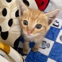 ふう君ママ 会員画像