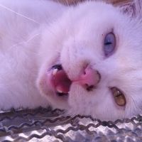 ししのまる 会員画像