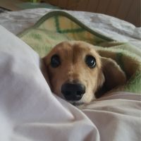 はらピース 会員画像