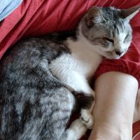 ぞえにゃん 会員画像