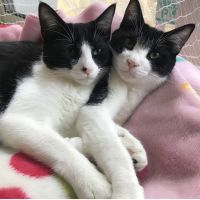 マスケ 会員画像