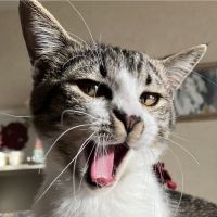 ねこまんま10さん