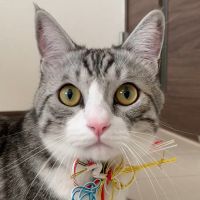 ニョホさん