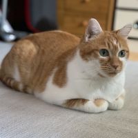 nyankonosippoさん