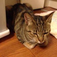 ねこっぴぃ 会員画像