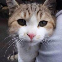 長野の猫太郎 会員画像