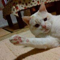 パンミッケ 会員画像