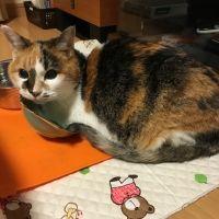 ロビンコ 会員画像