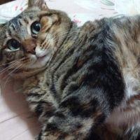 ニャニャ♪ 会員画像